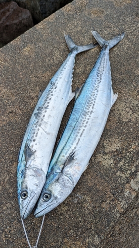 サゴシの釣果