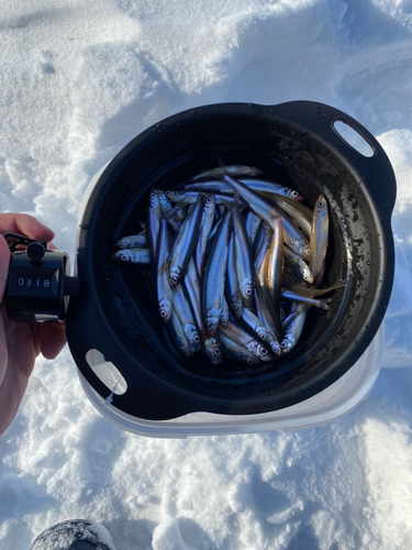 ワカサギの釣果