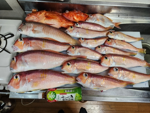 アマダイの釣果