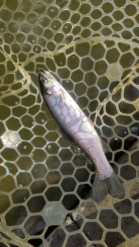 トラウトの釣果