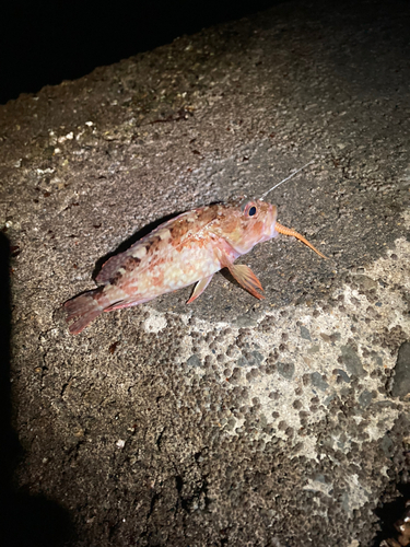 ガシラの釣果