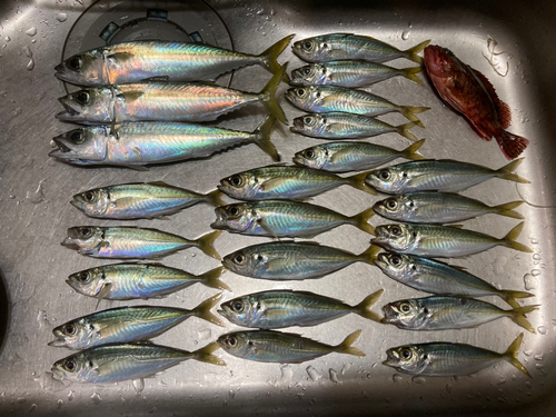 アジの釣果