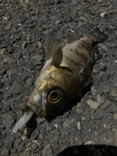 シロメバルの釣果