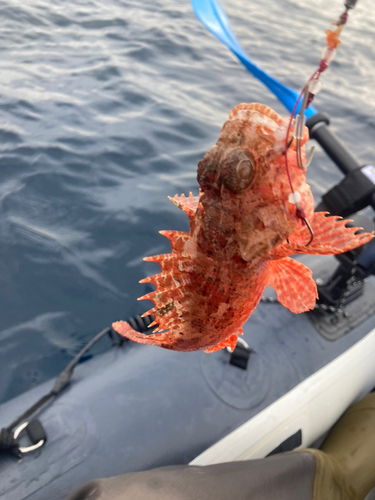 ウッカリカサゴの釣果