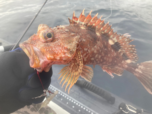 カサゴの釣果