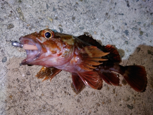 ガシラの釣果