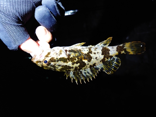 タケノコメバルの釣果