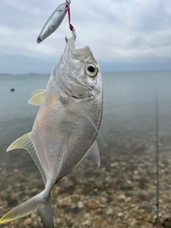 ガーラの釣果