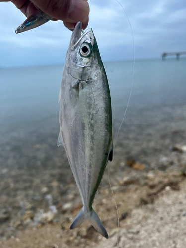 イケカツオの釣果