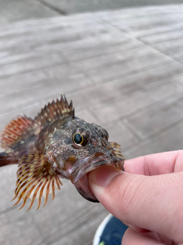 カサゴの釣果