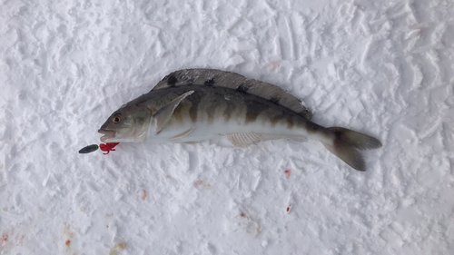 ホッケの釣果