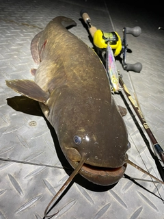 ナマズの釣果