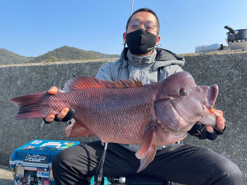 コブダイの釣果