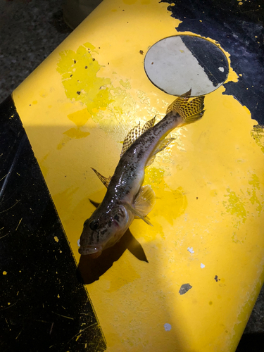 ハゼの釣果