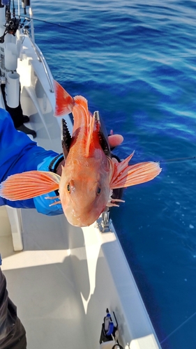 カナガシラの釣果