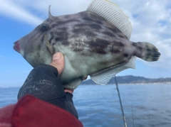 カワハギの釣果