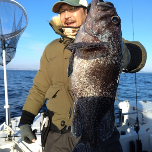 マゾイの釣果