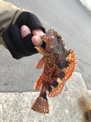 アラカブの釣果