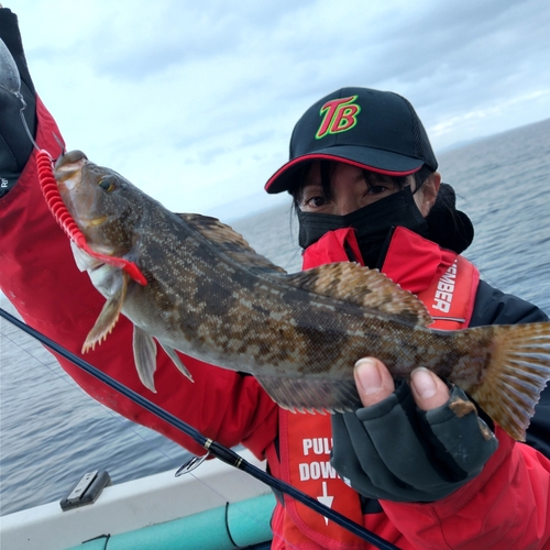 アイナメの釣果