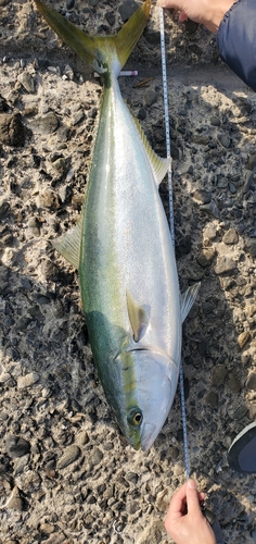 ブリの釣果