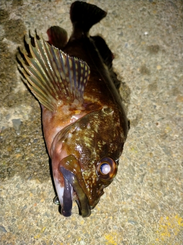 カサゴの釣果