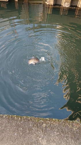 コイの釣果