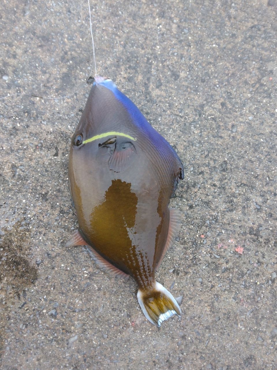 ツマジロモンガラ