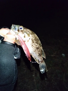 タケノコメバルの釣果