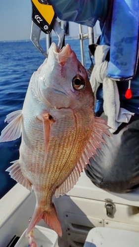 マダイの釣果