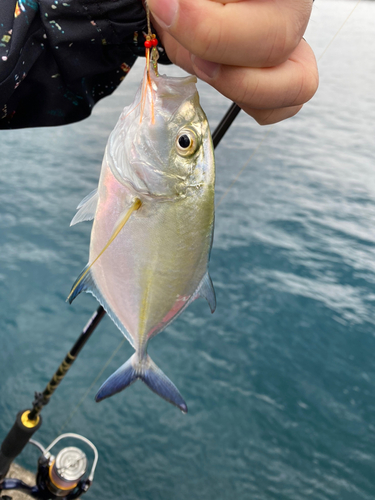 メッキの釣果