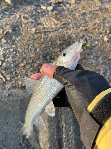 コイの釣果