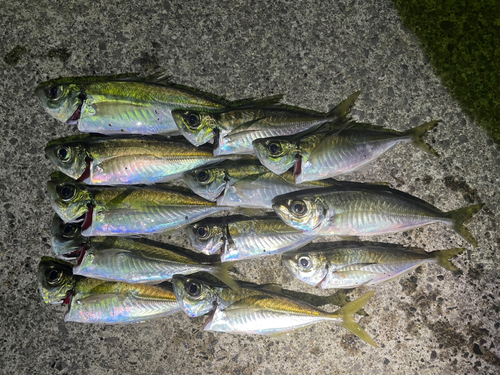 アジの釣果