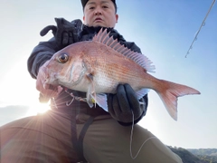 マダイの釣果