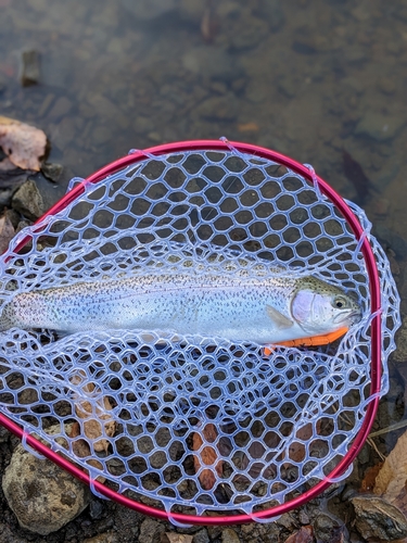 レインボートラウトの釣果