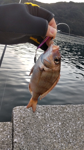 タイの釣果