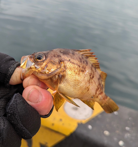 クロメバルの釣果