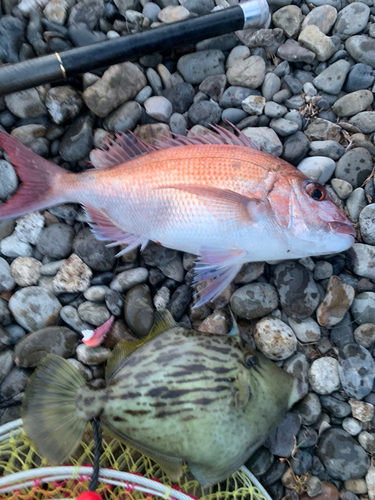 カワハギの釣果