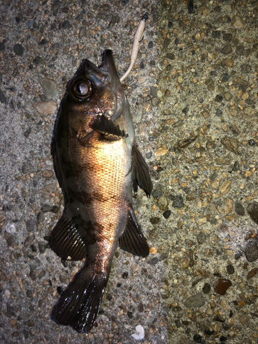 メバルの釣果