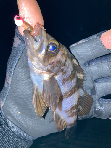 メバルの釣果