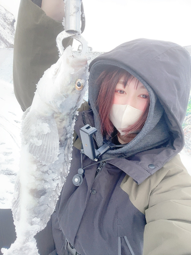 ホッケの釣果