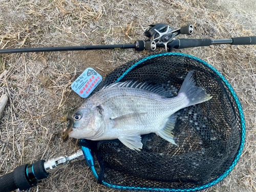 キビレの釣果