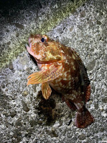 ガシラの釣果