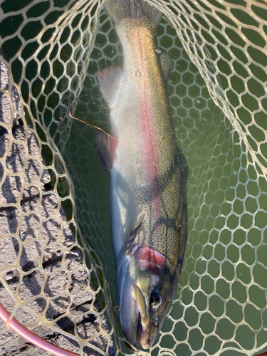 ニジマスの釣果