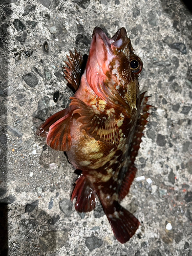 カサゴの釣果