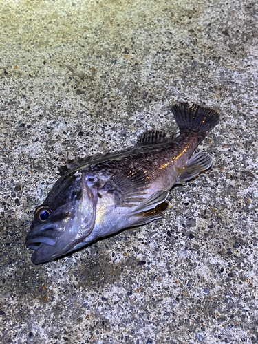 クロソイの釣果