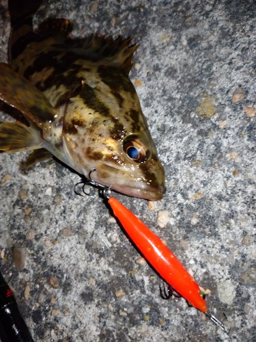 メバルの釣果