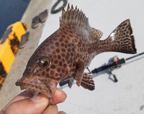 オオモンハタの釣果