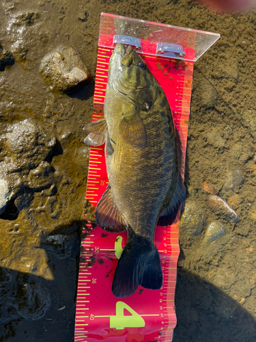 スモールマウスバスの釣果