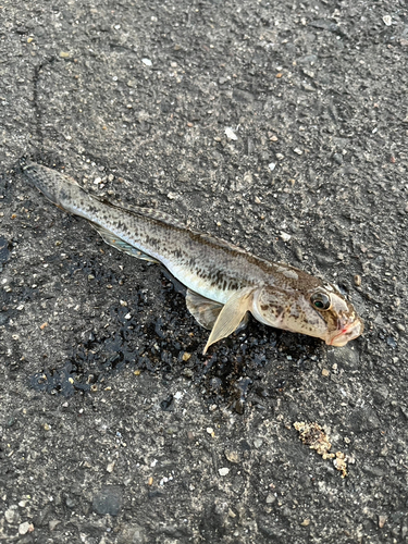 マハゼの釣果