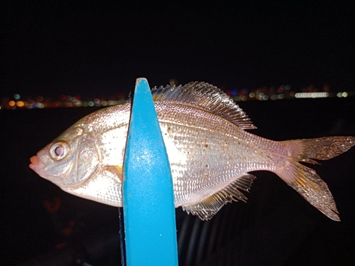 ウミタナゴの釣果